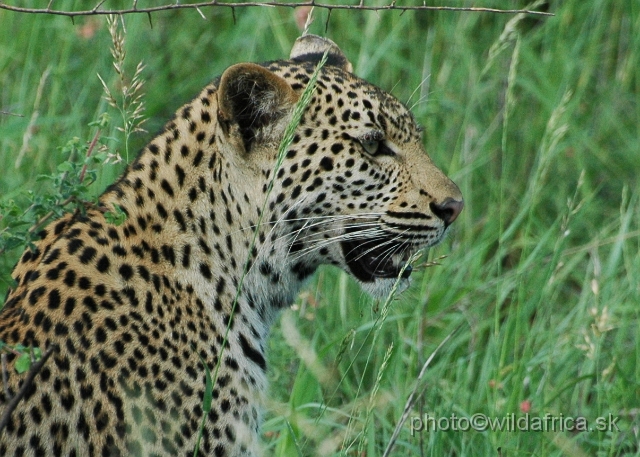 puku rsa 199.jpg - Meeting with leopard mother, near Babalala between Punda maria and Shingwedzi.